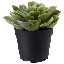 FEJKA Artificial potted plant, in/outdoor Succulent